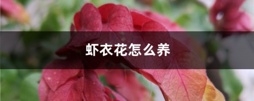 虾衣花怎么养，怎么繁殖