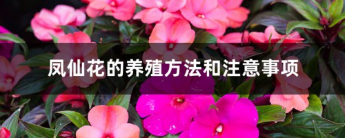 凤仙花的养殖方法和注意事项