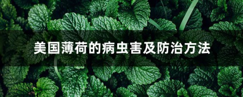 美国薄荷的病虫害及防治方法