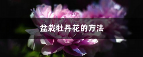 盆栽牡丹花的方法