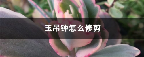 玉吊钟怎么修剪